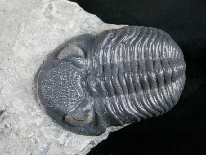 Eldredgeops Trilobite - Silica Shale #9226